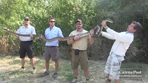 Caçadores capturam píton fêmea de 5 metros