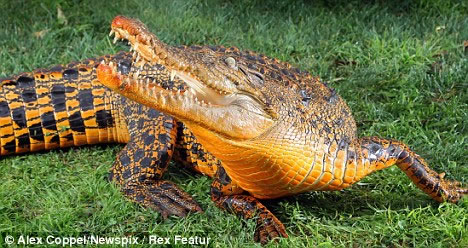 Um Crocodilo Laranja na Austrália
