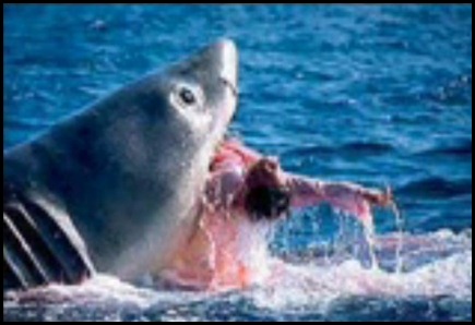 Um tubarão ataca e mata um mergulhador