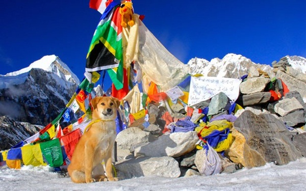 1º cão a chegar ao acampamento base do Monte Everest