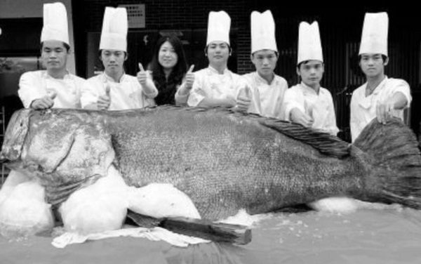 Peixe de 310 quilos é capturado na China