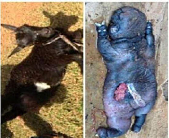 Cabra-humana nasce em pequena cidade da Nigéria e assusta moradores