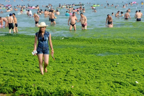 Praia cheia de algas encanta chineses-3