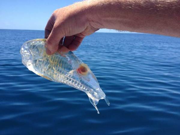 Peixe translúcido surpreendente deixa pescador atordoado
