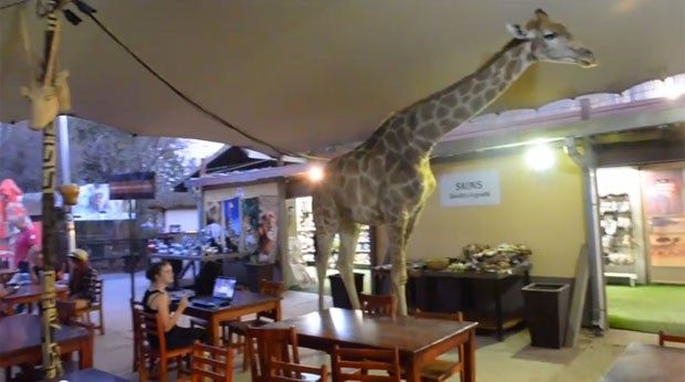 Girafa entra em restaurante e surpreendi turistas na África do Sul
