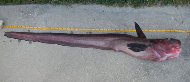 Instituto identifica o peixe bizarro encontrado nos EUA