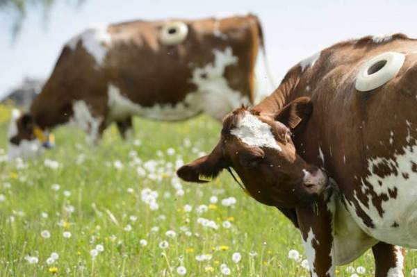 Por que estas vacas têm enormes buracos em seus lados?