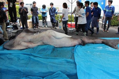Raríssimo tubarão de boca-grande é fisgado no Japão