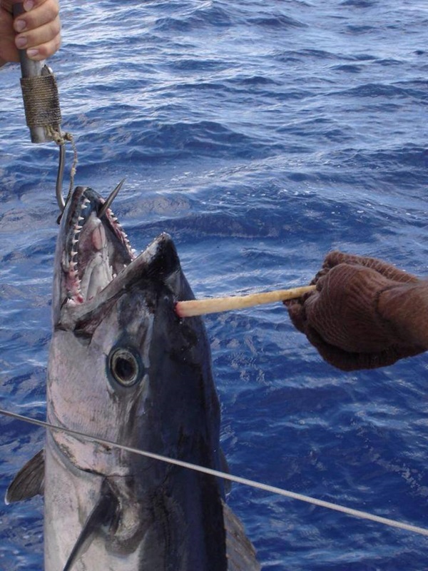 Atum unicórnio é fisgado por pescador na Austrália
