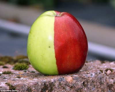 Homem encontra maçã de duas cores