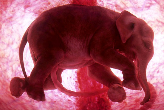 Fotos extraordinárias de animais ainda no útero