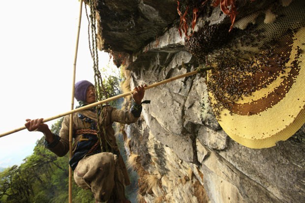 Nepaleses arriscam a vida para manter tradição e pegar mel da maior abelha do mundo