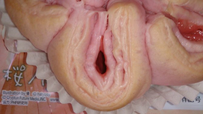 Acidentalmente pão vendido no Japão ganha forma de vagina