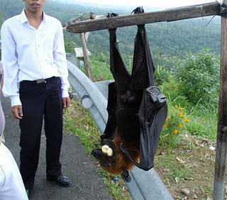 Morcego do Tamanho de Uma Pessoa