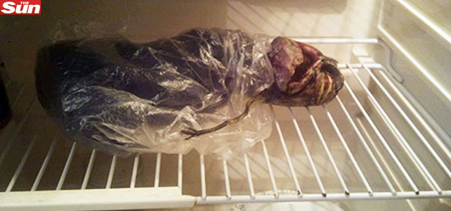 Russa guarda alienígena em geladeira