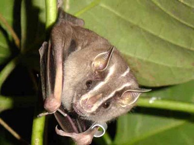 Morcegos e suas Curiosidades