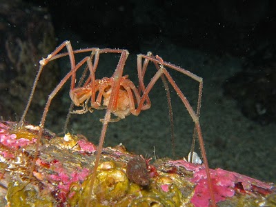 Aranhas bizarras do fundo dos mares