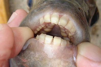 O peixe Pacu-Comedor-De-Testículos está se espalhando pelo mundo
