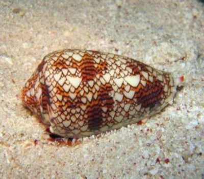 Um caracol muito venenoso é considerado o animal com o veneno mais mortal do mundo
