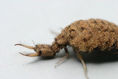 Conheça a formiga leão, um inseto assustador do deserto