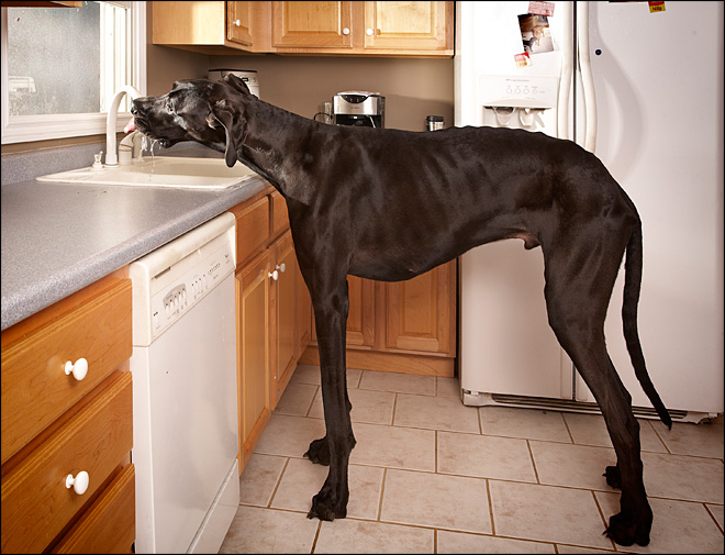 Conheça o cão mais alto do mundo chamado Zeus