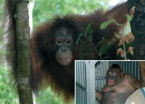 Uma Orangotango fêmea era usada como uma prostituta