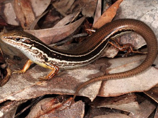 Nova espécie de lagarto parecido com serpente foi descoberta