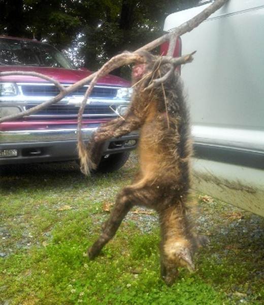 Suposto chupa-cabra é encontrado na Carolina do Norte