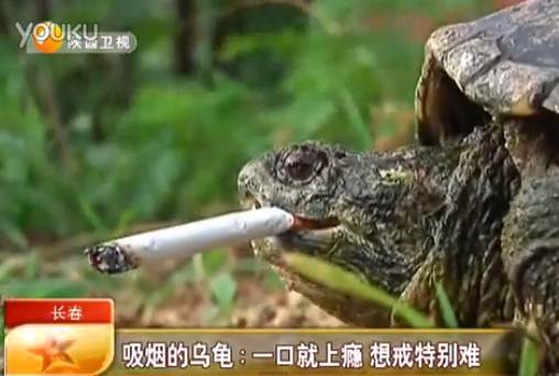 Viciada em nicotina, tartaruga fuma 10 cigarros por dia