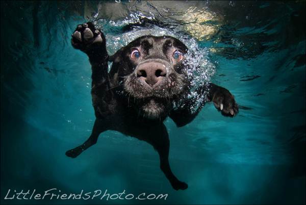 Cães em fotos subaquáticas super engraçadas