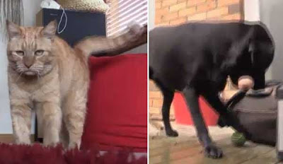 Cão salva gato com doação de sangue, após o felino ingerir veneno de rato