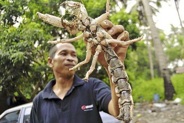 Criatura estranha é encontrada na Malásia