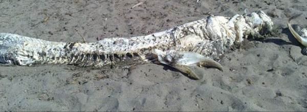 Mistério sobre “monstro com chifres” que apareceu em praia espanhola