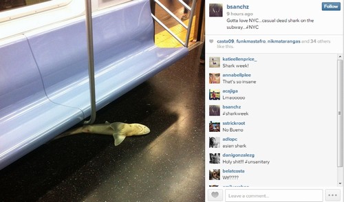 Tubarão é encontrado dentro de metrô em Nova York