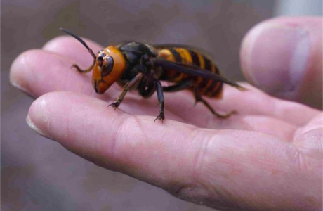 28 mortos e centenas de feridos por um enxame de vespas gigante na China