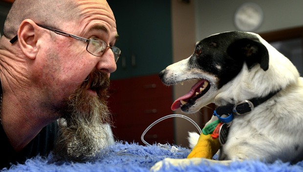 Australiano salva cachorro fazendo respiração boca a boca
