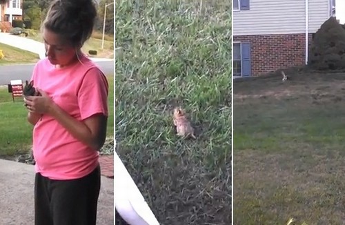 Família solta filhote de coelho e gavião o pega segundos depois