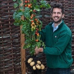 Incrível planta que produz tomate e batata