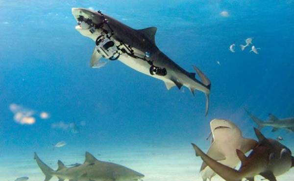 Fotógrafo tem equipamento roubado por tubarão