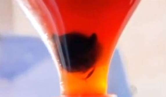 Homem fica com grave intoxicação após tomar Coca-Cola contaminada com cabeça de rato
