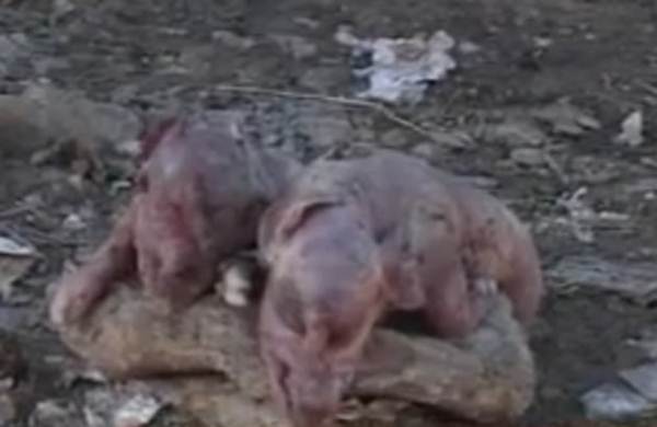 Porcos mutantes encontrados em um aterro sanitário na Bósnia