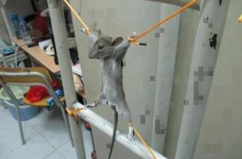 Ratinho é torturado depois de comer parte do salário de palestino
