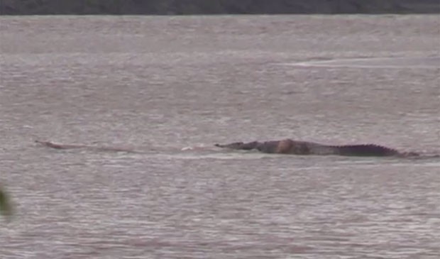 Crocodilo gigante é filmando em um rio na Austrália