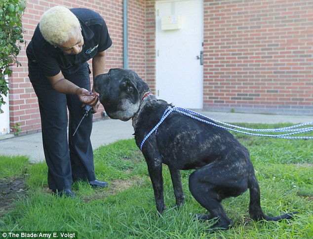 Cão com coleira com 5cm para dentro do pescoço foi encontrado abandonado