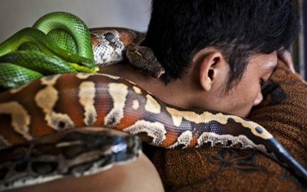 Massagem de cobra, nova forma de relaxar na Indonésia é bizarra