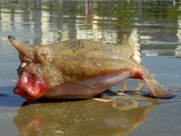 Peixe bizarro aparece em praia de Santos e atrai curiosos