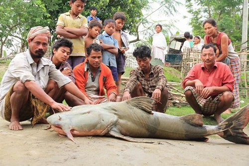 Peixe-gato de mais de cem quilos é capturado por indianos