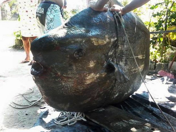 Peixe gigante de 250 Kg aparece em Bertioga