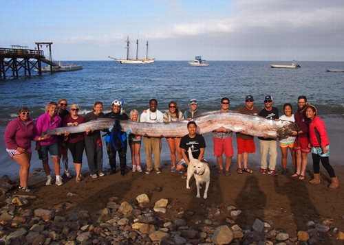 Peixe-remo de 5,5 metros é encontrado por bióloga