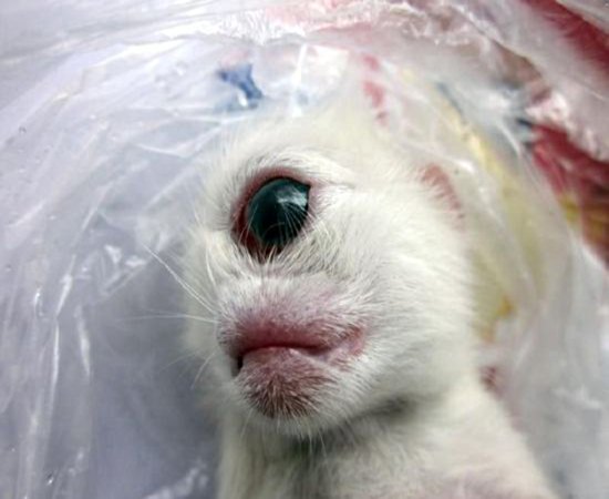 Gato nasce com apenas um olho no meio da testa na China